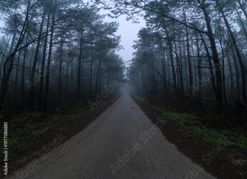 Drone POV flying over a lonely road through a dark misty pine forest in the fog