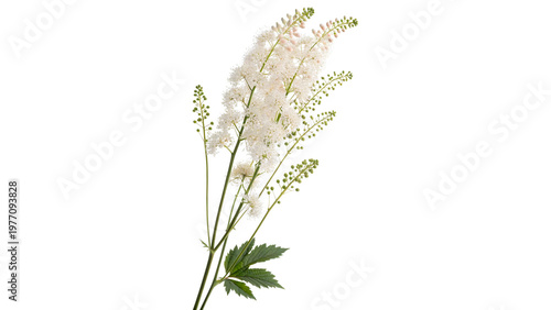 Photos actaea simplex isolated on transparent background cut out