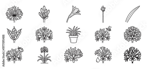 Various black and white line art illustrations depicting different stages and elements of Agapanthus flowers and plants