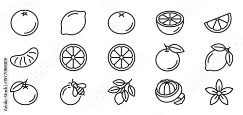 Various citrus fruit outline icons including whole oranges, lemons, slices, and a blossom, presented in a clean, minimalist style