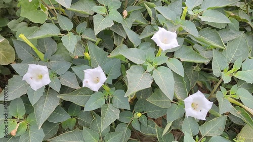 White Flowers on Green Leaves Background video
