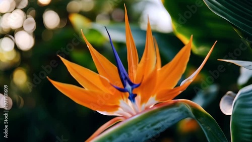 Flower blooms in sunlight with vibrant colors at a garden during morning hours, showcasing nature's beauty and detail