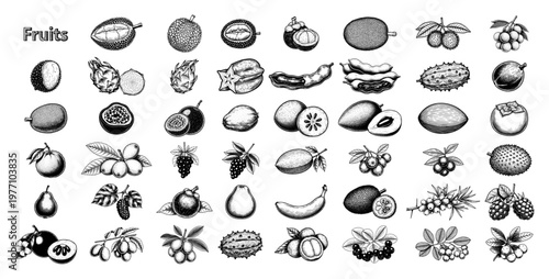 Large collection of exotic tropical fruits icons in vintage engraving style