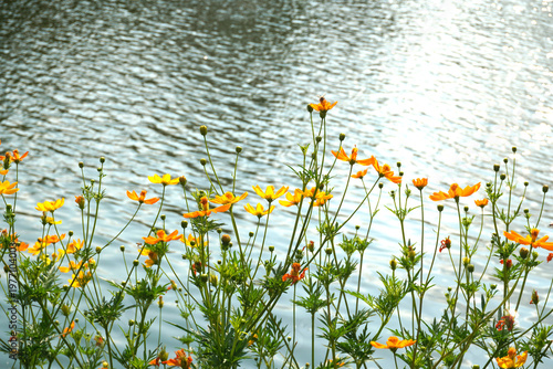 Colorful yellow orange cosmos flowers on blurred green leaf nature background. Yellow and orange marigolds bloom profusely in spring and summer.