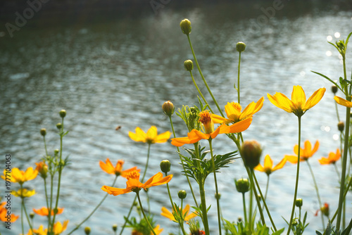 Colorful yellow orange cosmos flowers on blurred green leaf nature background. Yellow and orange marigolds bloom profusely in spring and summer.