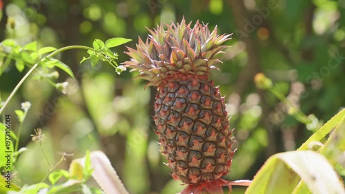 Young unripe pineapple growing on a tropical plantation with green foliage