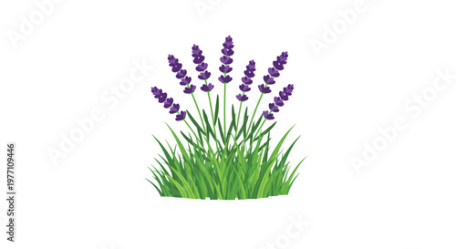 Vibrant purple lavender flowers bloom gracefully atop slender green stems and lush foliage arranged in a symmetrical bunch against a clean white background.