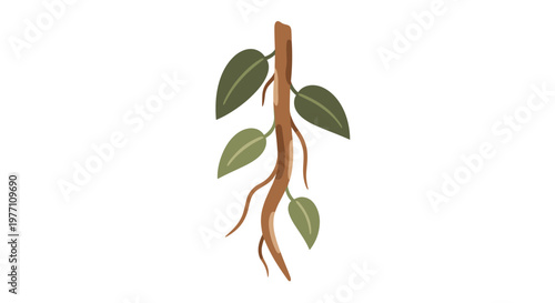 A slender vertical brown plant stem with sparse dark green oval leaves and delicate aerial roots is positioned against a clean white background.