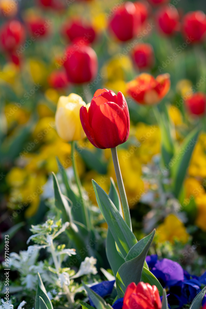 Fototapeta premium Tulips Close-Up in Soft Light. Spring Floral Background.