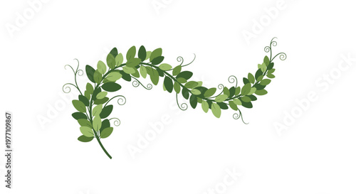 A graceful S-curved botanical branch is densely covered with small oval green leaves and features delicate curly tendrils reaching into the white space.