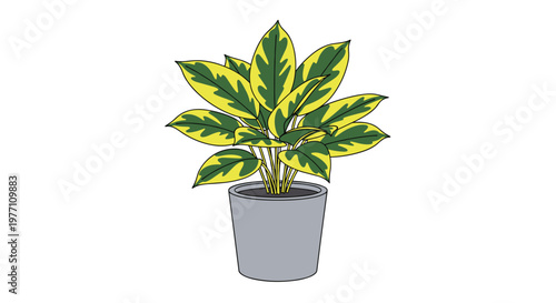 A vibrant indoor plant displays large oval variegated leaves with bright yellow edges and deep green centers while sitting inside a minimalist grey pot.