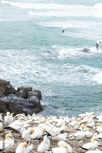 Gannet seabird colony with chicks on coastal cliff and ocean waves New Zealand
