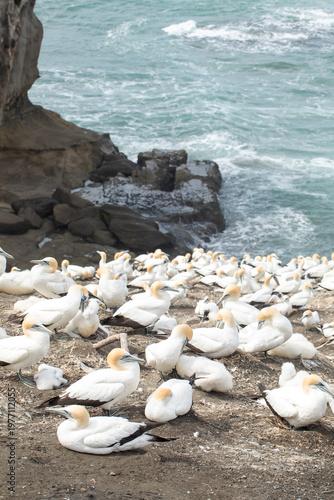 Gannet seabird colony with chicks on coastal cliff above ocean New Zealand