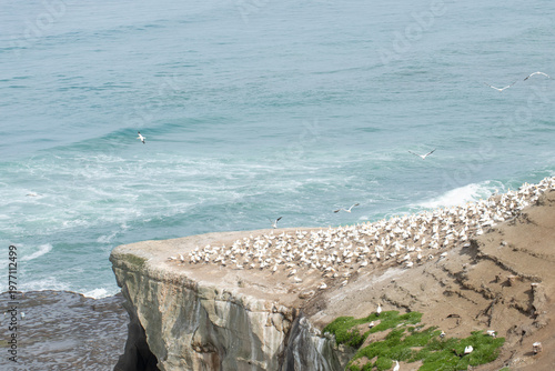 Gannet colony on ocean cliff with flying seabirds, coastal New Zealand