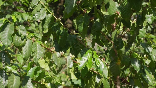 Coffee plant branches with white flowers swaying in the gentle breeze