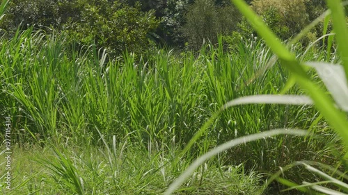 Tall green grass and weeds gently swaying in the wind in a rural field