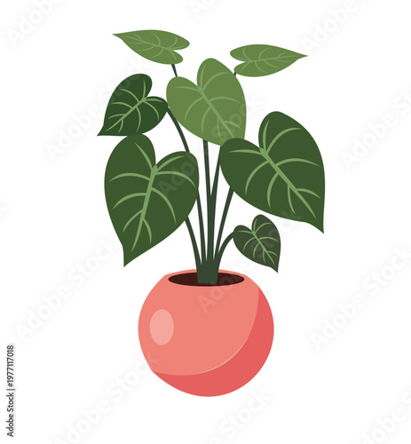 Potted houseplant with large green heartshaped leaves in a pink spherical pot, vector illustration