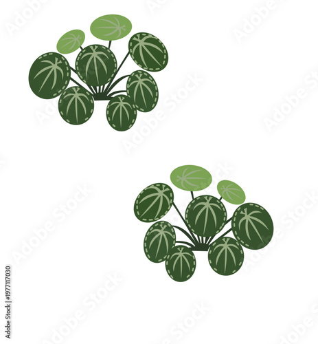 Set of two flat vector illustrations of pilea peperomioides plants with patterned round leaves