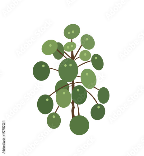 Flat vector illustration of a pilea peperomioides plant with round green leaves on a brown stem