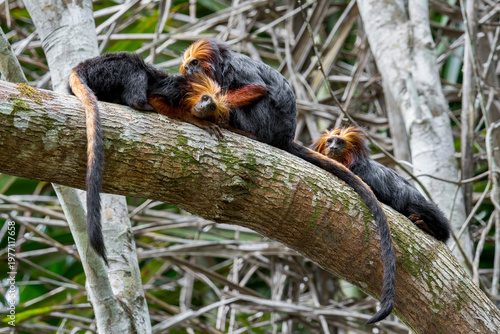 Canvas Print Three Golden-headed Lion Tamarins on a branchin Brazil, South-America