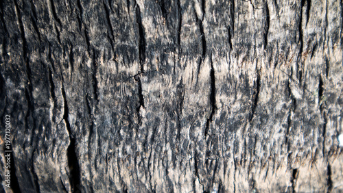 Fotografie The surface of the coconut tree trunk is marked by protruding leaf sheath segments, especially on the younger parts, and is cracked on older trees