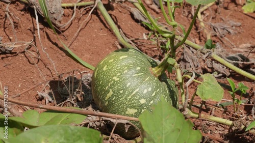 Unripe green pumpkin growing on a vine in a sunny field on red soil