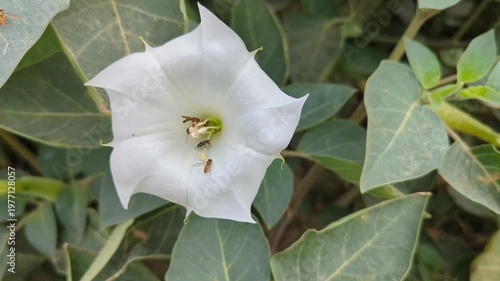 White Trumpet Flower with Green Leaves and Pollinators 4k video