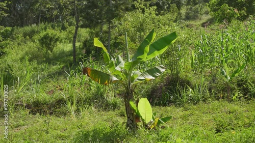 Young banana tree sapling growing in tropical agricultural field