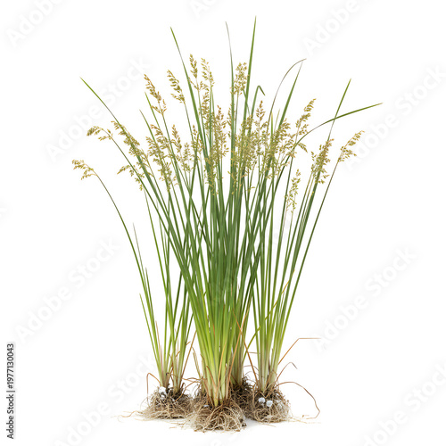 Set of juncus effusus (common names common rush or soft rush) isolated on white background, 