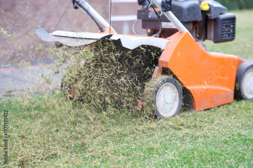 Scarification and aeration of the lawn with a scarifier. Selective focus.
