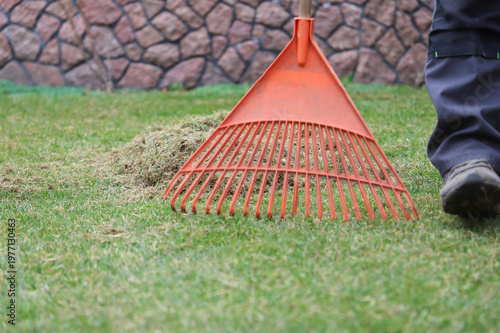 Gardener raking dry grass on the lawn. Selective focus.