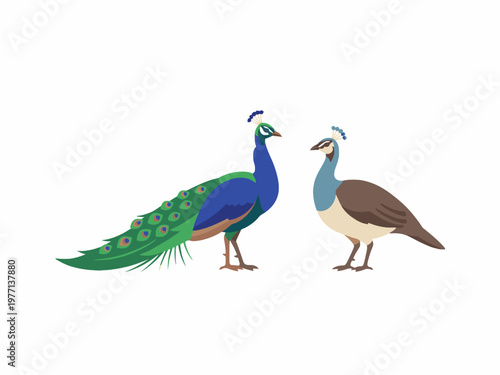 Peacock and peahen pair vector illustration on white background