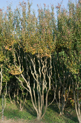 plants of Crape myrtle (Lagerstroemia indica) Lythraceae