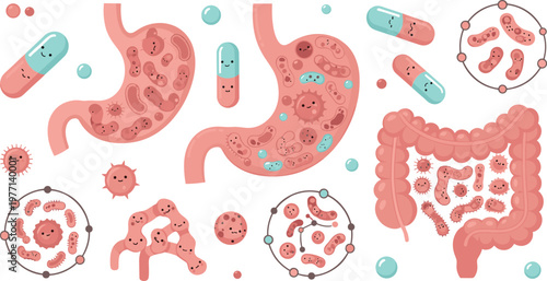 Gut microbiome and digestive system vector illustration featuring stomach intestines bacteria probiotics and microbial ecosystem in detailed medical design
