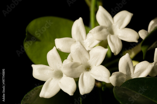 Beautiful tropical flower with fragrant white flowers in a pot on a dark background