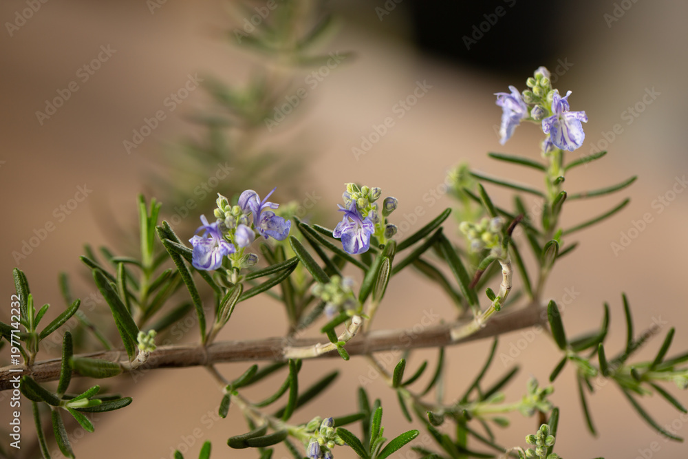 Obraz premium rosemary flowers and leaves in macro view horizontal