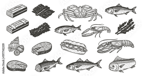 Seafood vector illustrations. Hand drawn line sea fishes, oysters, lobster, squid, octopus, crabs, Healthy food natural set