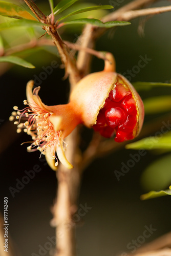 Macro shot of ripe pomegranate split open on tree branch