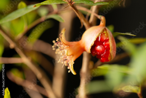 Ripe pomegranate fruit on indoor tree with soft natural light