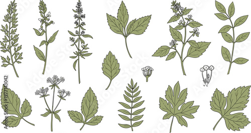 Hand drawn herbal plants and leaves vector set with medicinal foliage botanical illustration collection isolated on white background