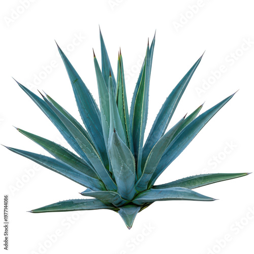 A close-up view of a blue agave plant with sharp pointed leaves. isolated on transparent background png