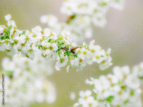雨上がりの水滴のついたユキヤナギの花。春の公園や花壇を彩るユキヤナギのある風景。自然風景素材。