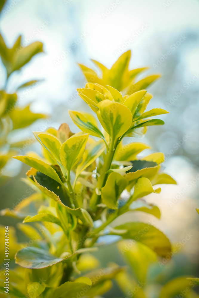 Obraz premium Euonymus fortunei in summer garden, variegated outdoor plant
