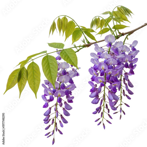 Beautiful purple wisteria flowers hanging from a vine with green leaves. isolated on transparent background png
