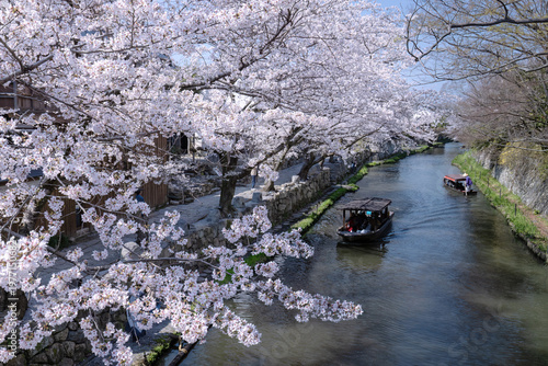 近江八幡・八幡掘　桜の季節