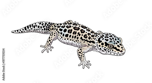 Leopard Gecko Reptile Illustration
