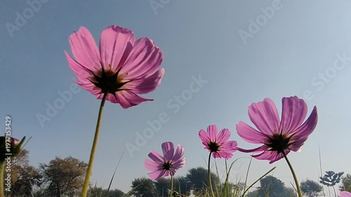 Pink Cosmos Flowers Swaying Gently In Breeze Under Clear Blue Sky For Nature Concepts