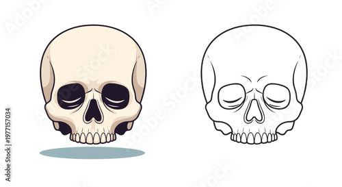 Detailed anatomical study of two human skulls including a shaded version and a simple line drawing outline for reference work.