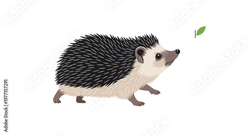 Detailed and realistic illustration of a wild hedgehog walking on a clean white background showing its sharp spines and fur.