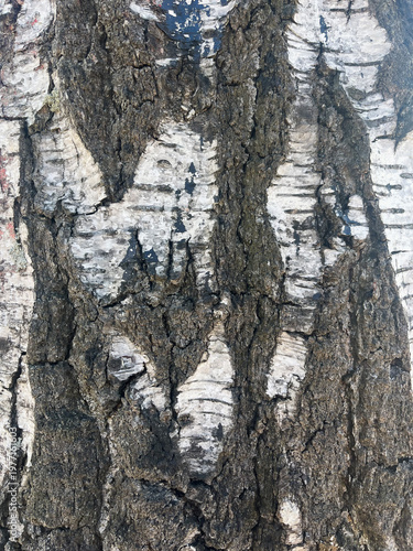 tree bark texture